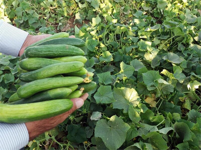 خیار و کاهو  چرا کالای لوکس شد؟/ افزایش دوبرابری قیمت هندوانه